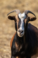 Canvas Print - Black and Tan goat with horns closeup 
