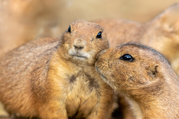 Wall Mural - Two Black Tailed Prairie Dogs touching faces with third in background