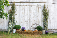 Decorated Side Of Old White Barn In Fall With Pumpkins