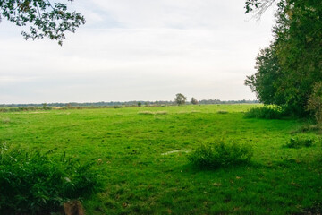 Wall Mural - landscape with trees