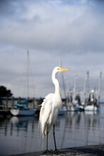 A Large White Egret Perches On A Dockside Railing