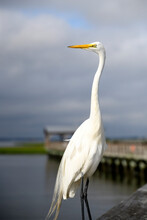 A Charming White Egret Watches Over A Wetland