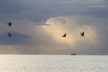 Poster - Seagull fly on the beach in Black sea