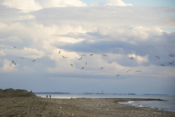 Poster - Seagull fly on the beach in Black sea