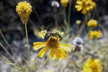 Metallic Green Bee Agapostemon Splendens On Yellow Flower On Sunny Day