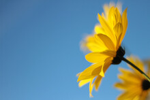 Selective Of A Yellow Flower Against The Blue Sky