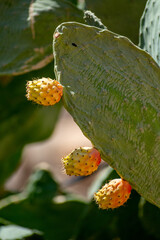 Wall Mural - Prickly Pear fruit and cactus