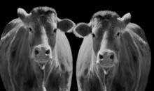 Grayscale Of Two Cute Cows On A Black Background