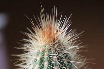 Sticker - Macro shot of a beautiful cactus with sharp spines against a blurred background