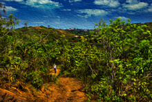 Hiker On Dirt Trail Walking Through Thicket On A Sunny Day In Minas Gerais. A State In The Countryside Of Brazil. Oil Paint Filter.