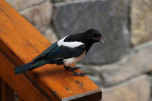 A Black-billed Magpie (Pica Hudsonia) Sitting The Post Of A Railing In The Banff Townsite In Banff National Park, Alberta, Canada.