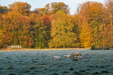 Wall Mural - Flock of sheep grazing in a field