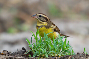 Poster - Yellow Breasted Bunting