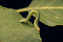 Closeup Shot Of A Green Worm On A Leaf