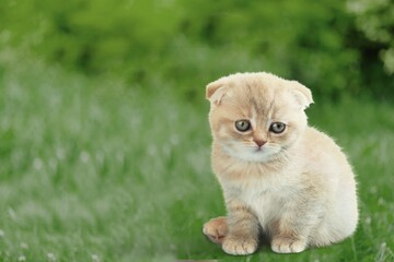 Wall Mural - Cute small domestic kitten sits in the green grass