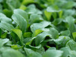 © Harald Walker/Stocksy - Young arugula plants