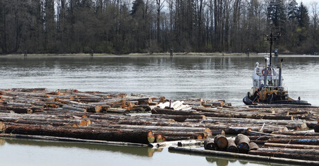 tug towing timber on fraser river