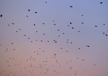 Flock Of Birds Flying At Sunset With Blue Pink Sky 