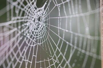 spider web with dew