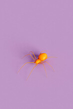 Orange Spiders - Halloween Concept