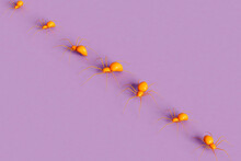 Orange Spiders In Different Position Crossing The Frame
