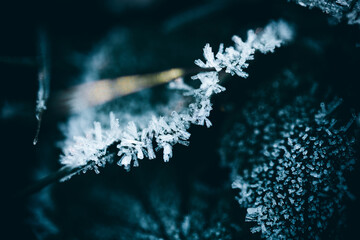 Wall Mural - Macro shot of frost on the leaves