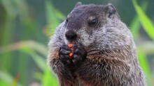 Groundhog Eating Carrot Looking Left Then Towards Camera And Turns To Right