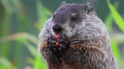 Canvas Print - Groundhog eating carrot looking left then towards camera and turns to right