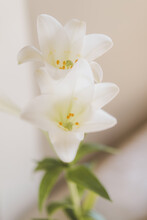 Detail Of White Lilies Indoor