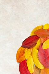 Poster - Autumn mood background. Colored autumn dried leaves. Autumn, fall, thanksgiving day concept.