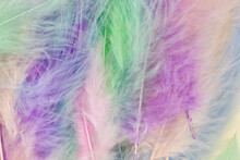 Pink, Green And Purple Goose Feathers