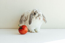 Cute Holland Lop Rabbit With Tomato