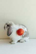 Funny Photo Of Rabbit And Tomato 