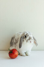 Cute Holland Lop Rabbit With Tomato