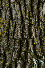 Tree Bark With Moss