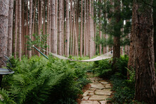 Hammock By A Pine Forest