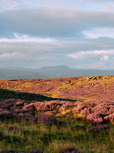Pen-y-Ghent And Wild Heather At Sunset
