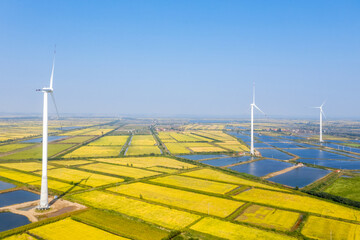 Wall Mural - windmills on autumn paddy field