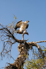 Western Osprey In Tree With Wings Slightly Outstretched