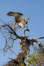 Western Osprey In Tree Ready For Flight