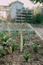 Asparagus Growing At An Allotment