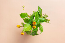 Acmella Oleracea Flowering Herb
