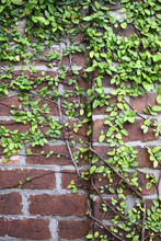 Vibrant Green Climbing Plant On A Brick Wall