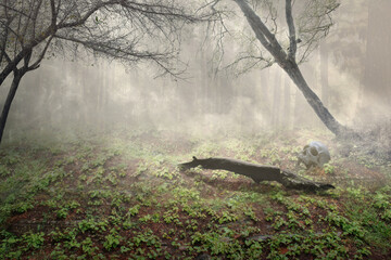 Canvas Print - Human skull on the ground