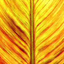Vibrant Canna Leaf Background