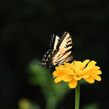 A Yellow Butterfly In A Yellow Flower