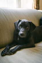 A Black Lab Dog Lies On A Couch.