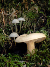 Close-up Shot Of Inedible Mushroom In The Forest