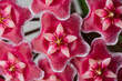 © Jacqui Miller/Stocksy - Close up of pink Hoya Flower