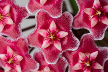 Close Up Of Pink Hoya Flower